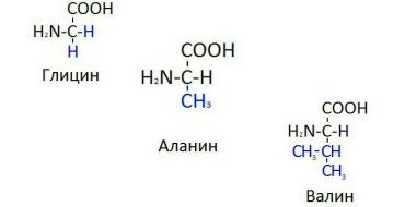 Essential and Essential Amino Acids: A Guide