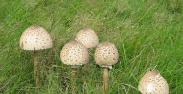 Edible and inedible umbrella mushroom