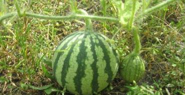 How to determine the ripeness of a watermelon: basic methods